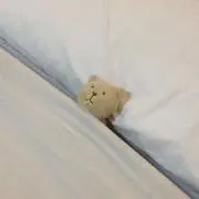 ponの画像