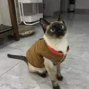 ブレイの画像