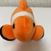 クマノミの画像