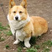 エビトカゲの画像