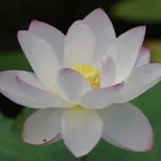 ノア　✨天然石に惹かれた瞬間を大切に✨の画像
