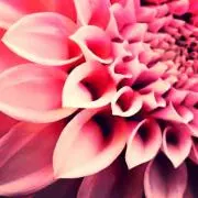 ダリアの画像