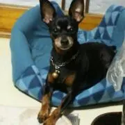 ピンシェル