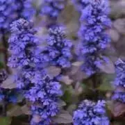 ラベンダー