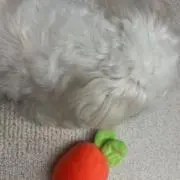 にんじんの画像