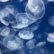 Kの画像