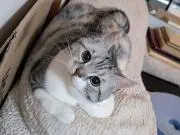 こみ