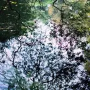 ゆめの画像