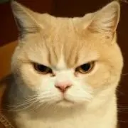 いろはの画像