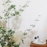 nanaの画像