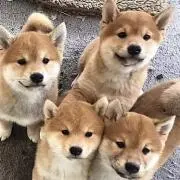 mouruプロフお読み下さいませ