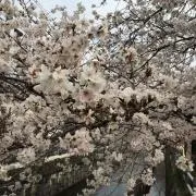 てんむす