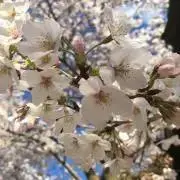 ぴんの画像