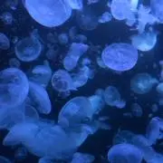 Kozの画像