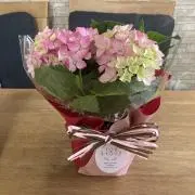 ぴーたんの画像