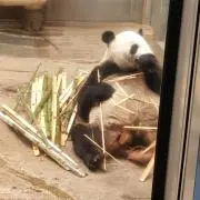 パンダ