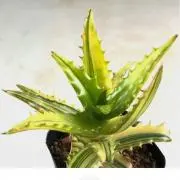 Aloe