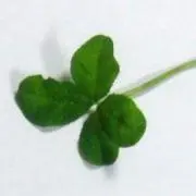 なつ