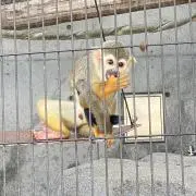 maruの画像