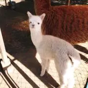 アルパカの画像