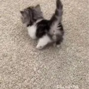 あげは