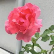 LOVE_eyesの画像