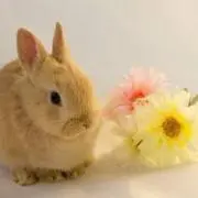 うさ
