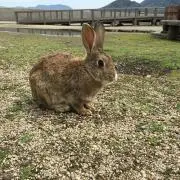 ぽっぽの画像