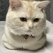 まい