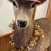 TAMA