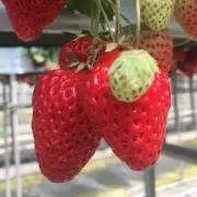 みわっち