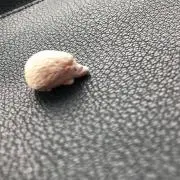 ま✩.*˚