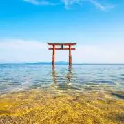 ふろっぐにょっきの画像