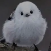 乾 眞矣の画像