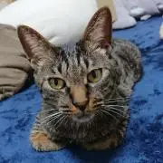 にゃおにゃ