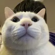 たくみʕ•ᴥ•ʔの画像