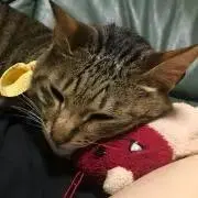 もものすけの画像