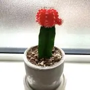 ぽんの画像