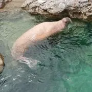 をっ