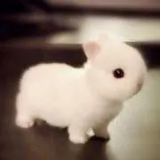 y_usausaの画像