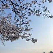 irの画像