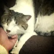 あーにゃんの画像