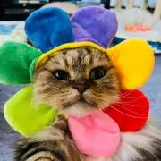 むちゅすけ
