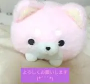 MOMOの画像