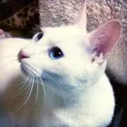 り
