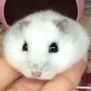 即購入可能！購入確認不要ですの画像