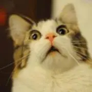 コレクター猫