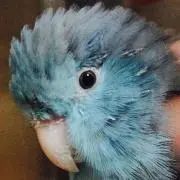 KIN