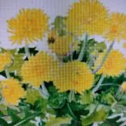 たんぽぽ✴️プロフ読んでね✴️の画像