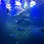 みんみん